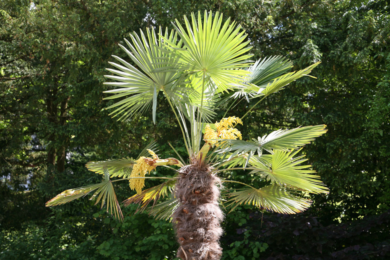 A healthy windmill palm Trachycarpus fortunei growing strong.