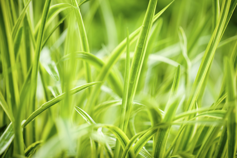 Grass Plant