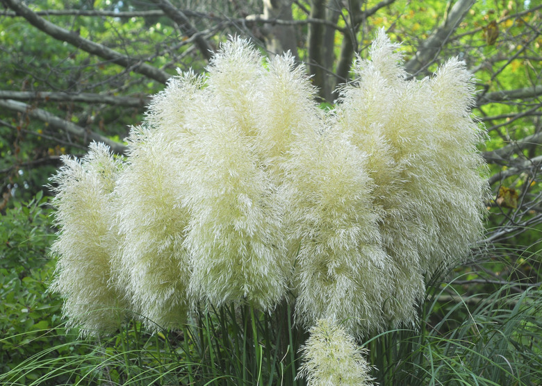 Cortaderia selloana pumila pampas grass foliage