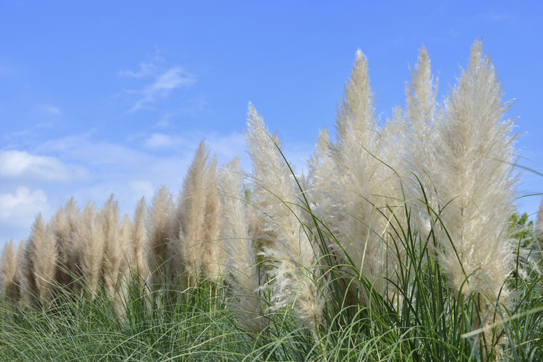Pampas grass