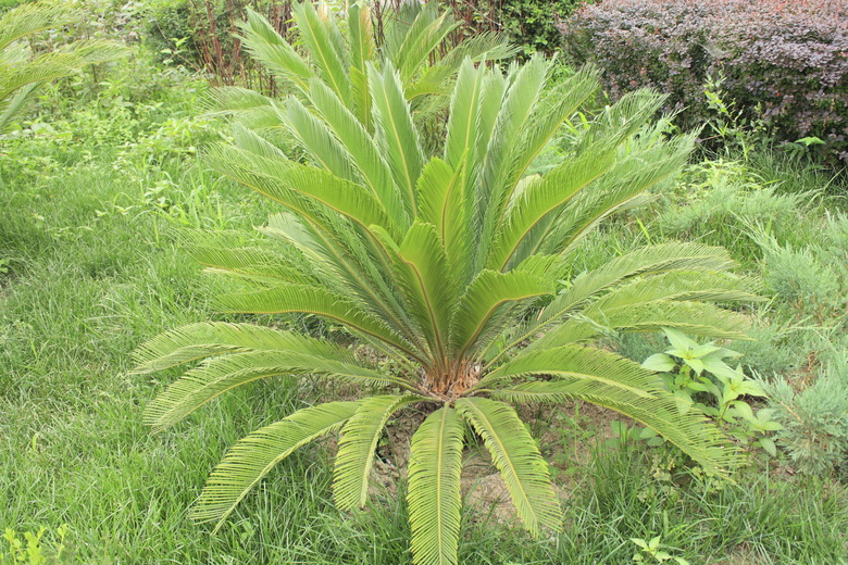 Cycad