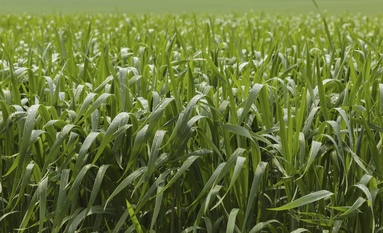 Green cereal field after rain