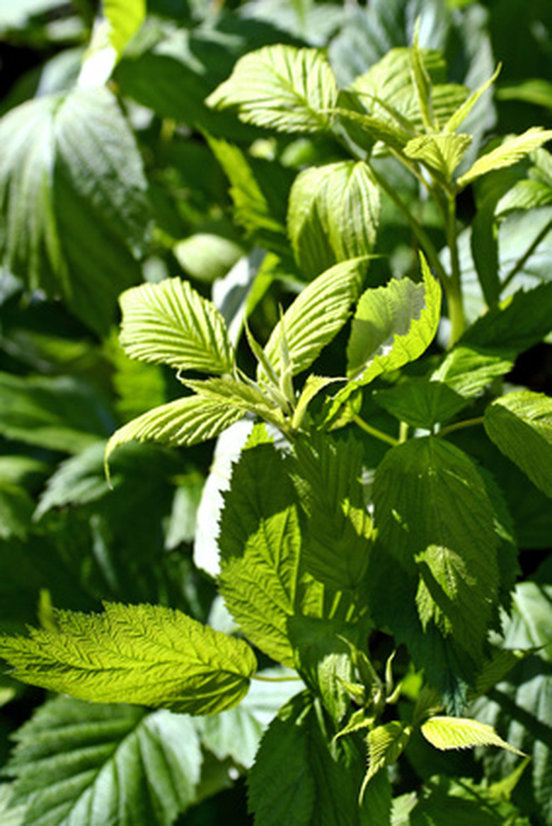 How to identify raspberry plants