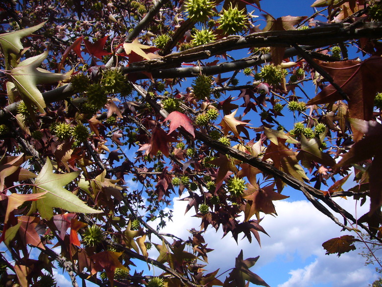An upshot of an American sweetgum tree Liquidambar styraciflua.