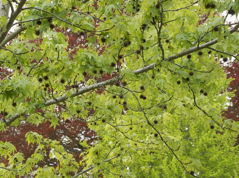 An upshot of an American sweetgum tree Liquidambar styraciflua