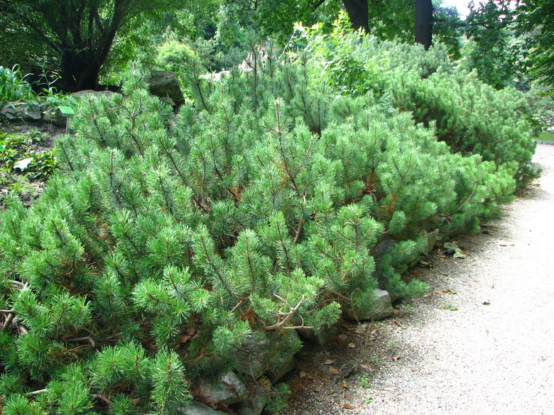 A row of healthy mugo pine Pinus mugo.