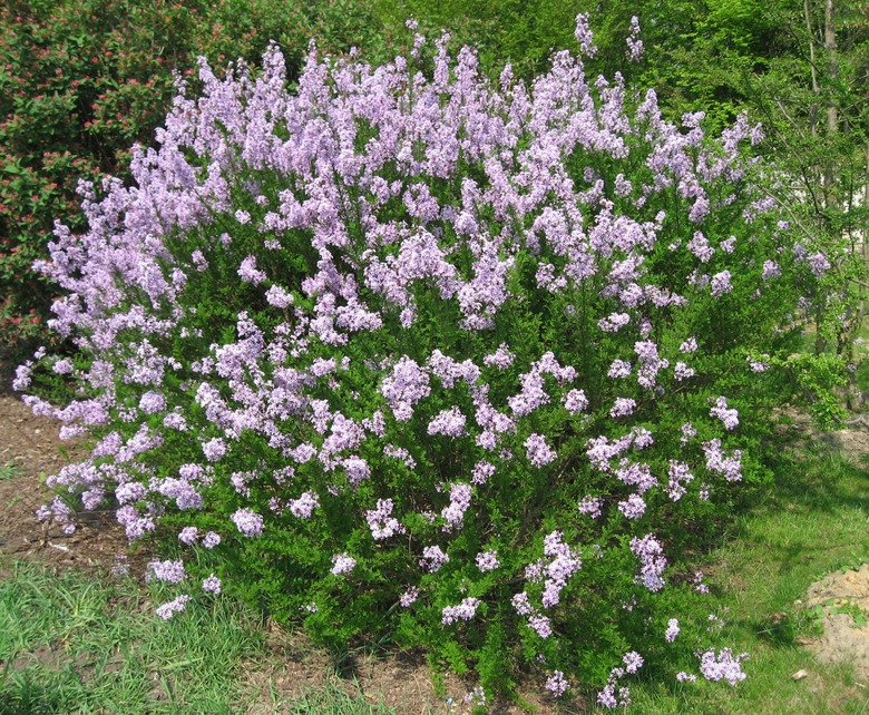 A robust lilac bush Syringa pubescens subsp. microphylla with white and lavender blooms.