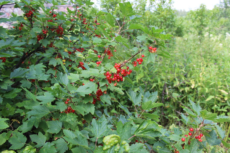 A red currant bush Ribes rubrum flush with enticing fruit.
