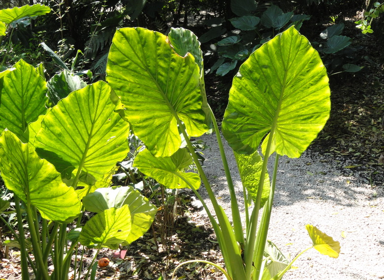 The large leaves of a giant taro plant Alocasia macrorrhizos.