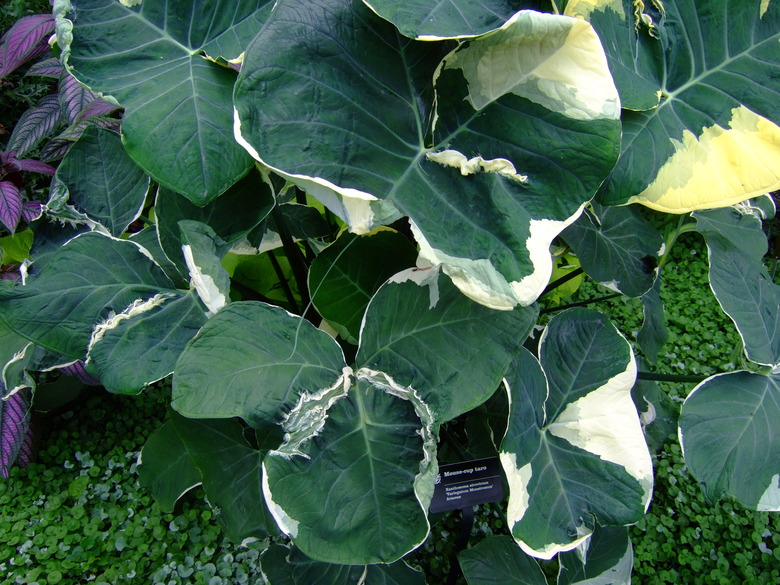 Mouse-cup tar Xanthosoma atrovirens 'Variegatum Monstrosum' growing in the Missouri Botanical Garden