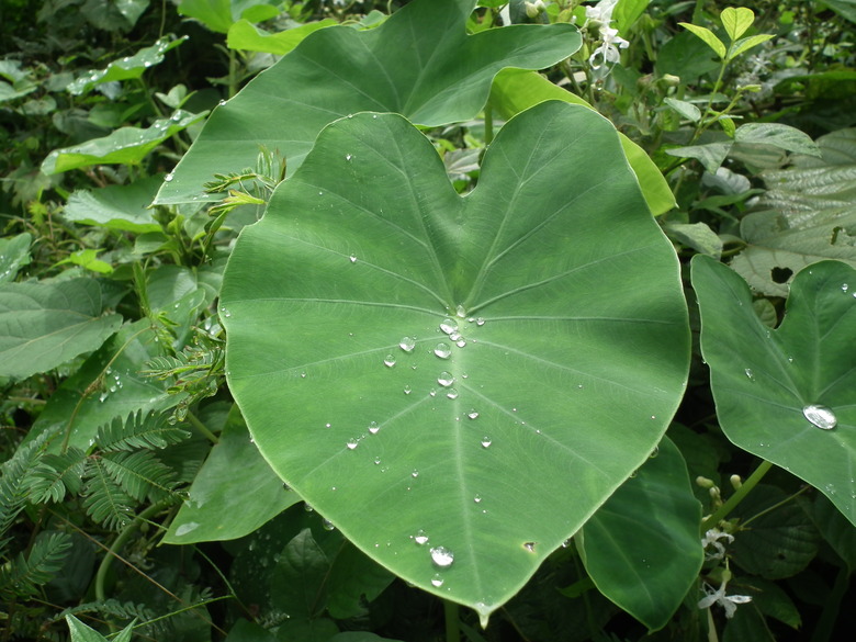 A giant leaf from a Colocasia plant.