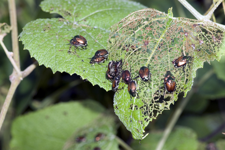 japanese beetle