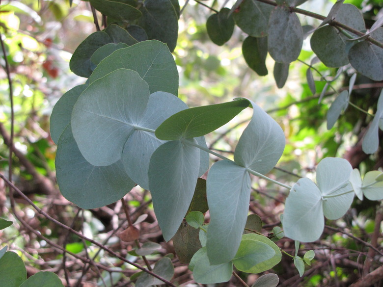 A close-up of some silver dollar Eucalyptus cinerea leaves.