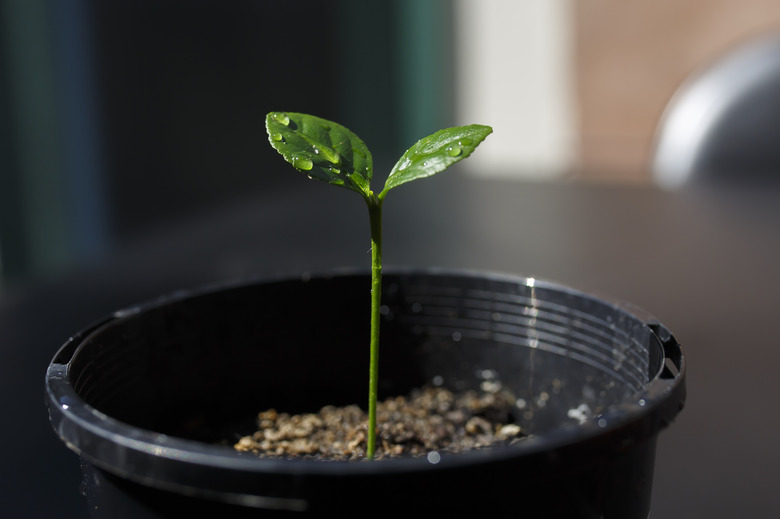 A lemon plant in a pot with water droplets on the leaves