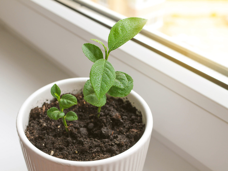 A white pot with lemon sprouts on the windowsill.