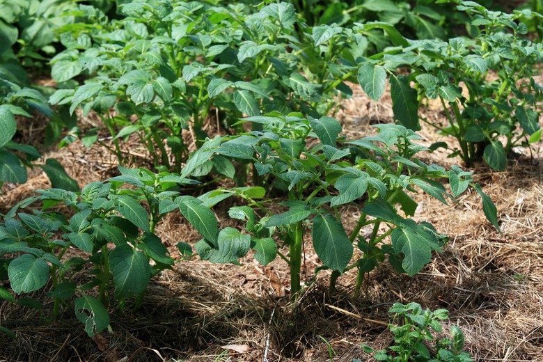 Potato Solanum tuberosum plants cultivated in mulch of dried hay.