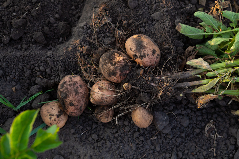 Young potato Solanum tuberosum roots in a vegetable garden.