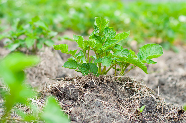 Adorable little potato Solanum tuberosum seedlings in a row in a garden.