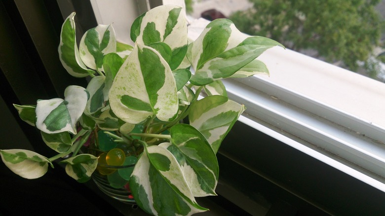 A cute little pothos Epipremnum aureum plant growing near a window.
