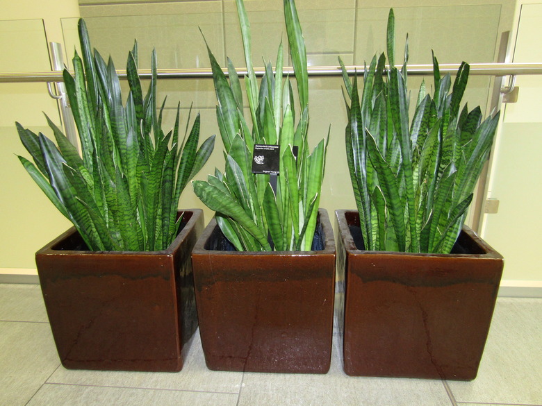 Three little snake plants Dracaena trifasciata in containers set up next to each other.