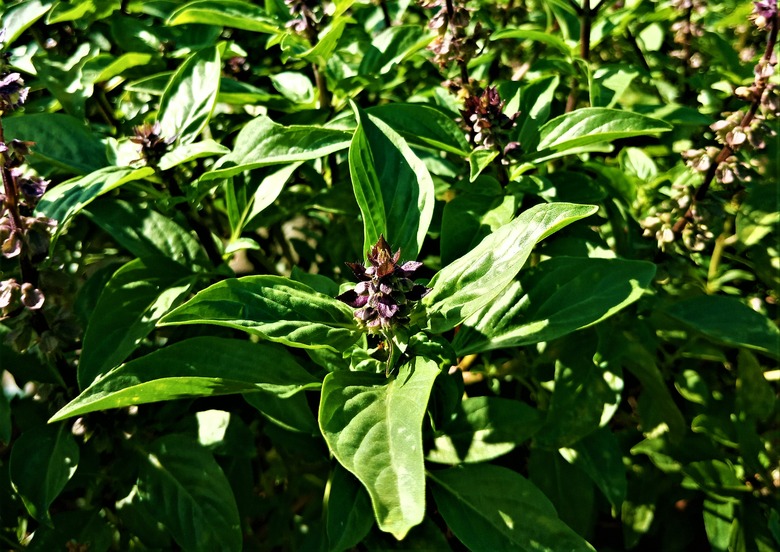 A large number of holy basil Ocimum tenuiflorum plants in the sunlight.