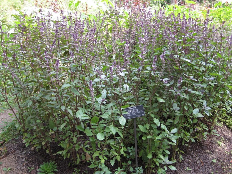 Tall African blue basil Ocimum kilimandscharicum x basilicum plants growing in the Brooklyn Botanic Garden.