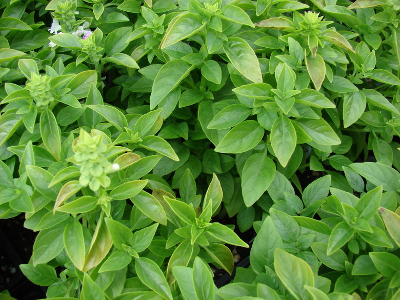 A number of healthy sweet basil Ocimum basilicum plants with bright green foliage.
