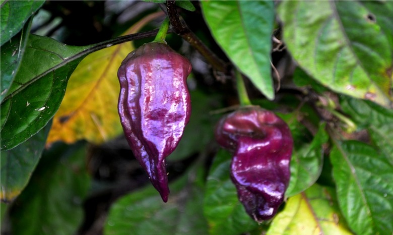 Two purple Bhut Jolokia peppers Capsicum frutescens x chinense growing on a branch.