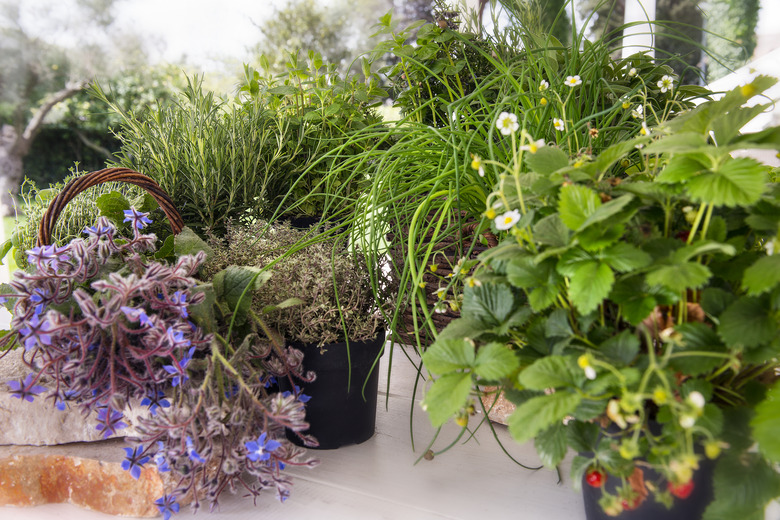 An array of herbs and other plants in little pots.