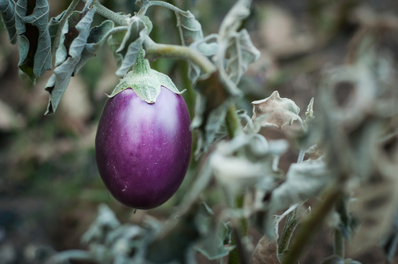 A beautiful bright purple eggplant Solanum melongena hanging on a gray withered stalk.