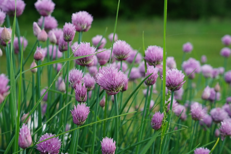 Purple chive Allium schoenoprasum flowers growing in a garden during the summer.