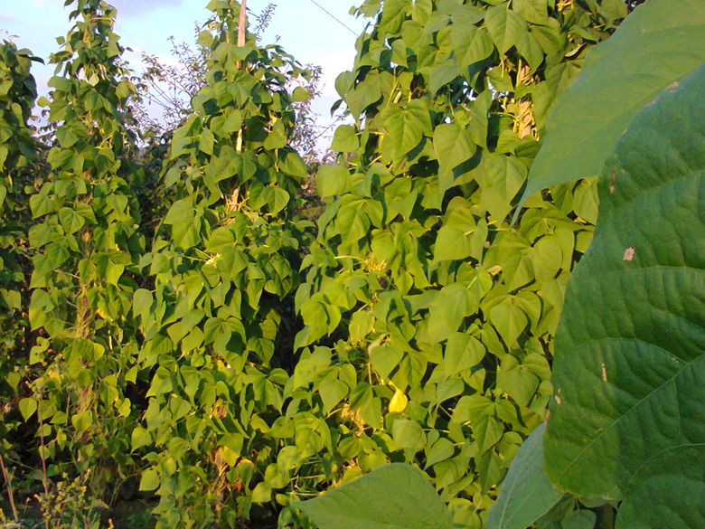 A handful of bush bean Phaseolus vulgaris plants growing up along structures in the sunshine.