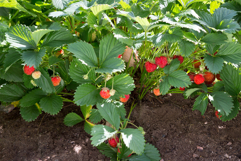 Strawberry Fragaria x ananassa plants growing in a garden.