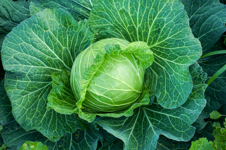 A top-down show of a green cabbage Brassica oleracea var. capitata head in the garden.