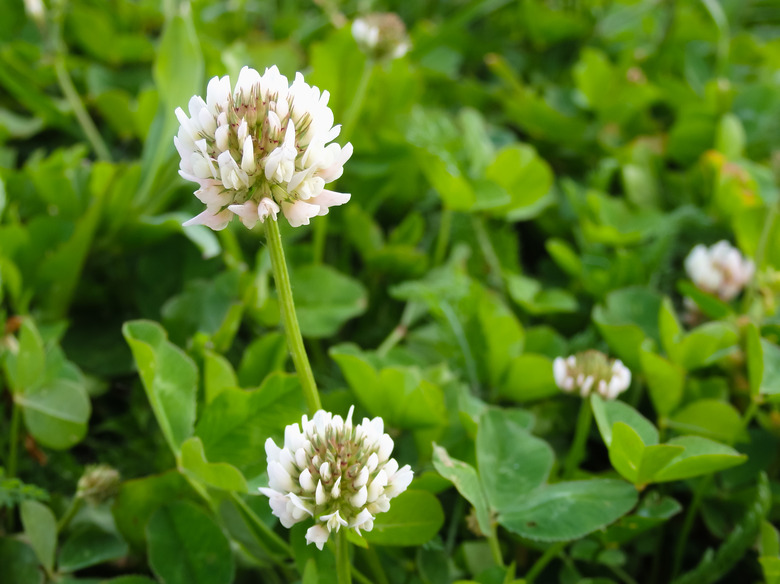 White clover Trifolium repens plants flowering on a green lawn.