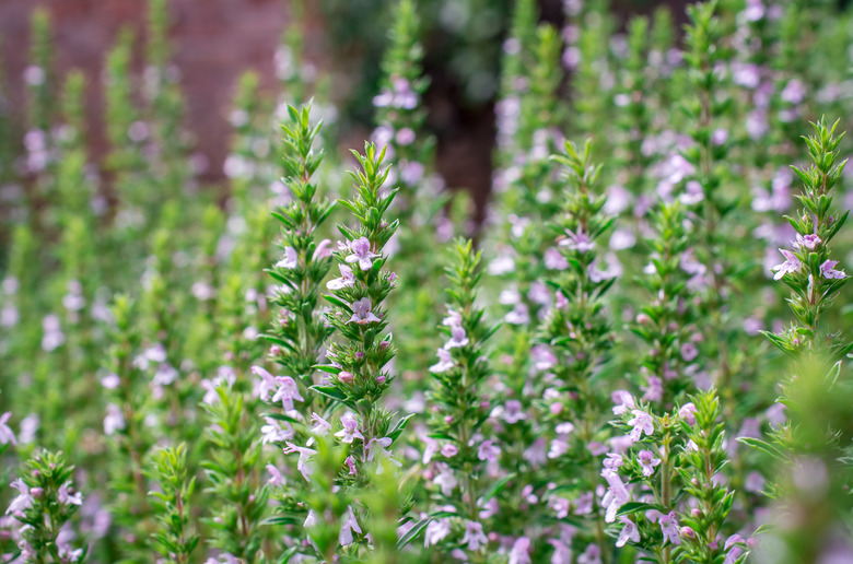 A close-up of some thyme Thymus vulgaris plants in a row.