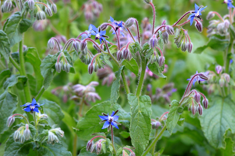 A close-up of some blue flowers of a borage Borago officinalis plant.