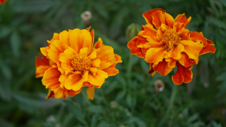Two lovely orange and red French marigold Tagetes patula flowers.