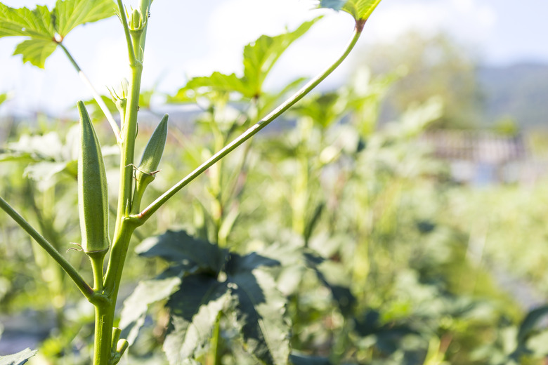 A close-up of some young okra Abelmoschus esculentus plants from an organic farm.