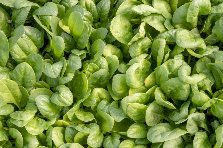 A top-down shot of some spinach leaves.