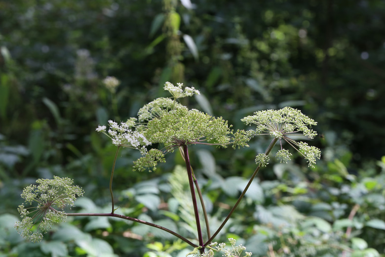 A white flowering caraway Carum carvi plant growing in a garden.