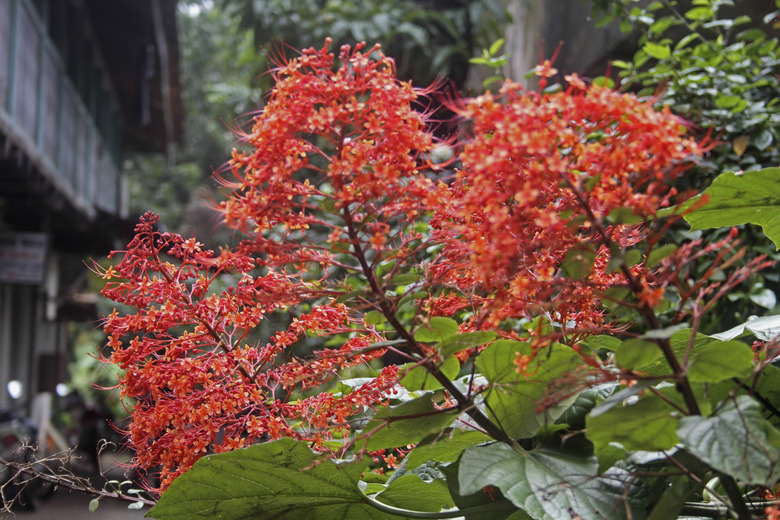 Pagoda Flower