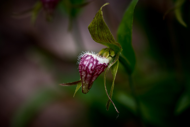 A purple and white ram's head lady's slipper Cypripedium arietinum hanging down.