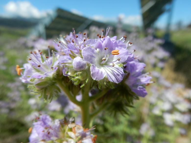 Franklin's phacelia Phacelia franklinii in full bloom facing up towards the sun.