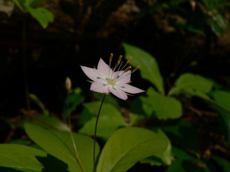 A light pink and white broadleaf starflower Trientalis borealis bloom facing up to the sky.