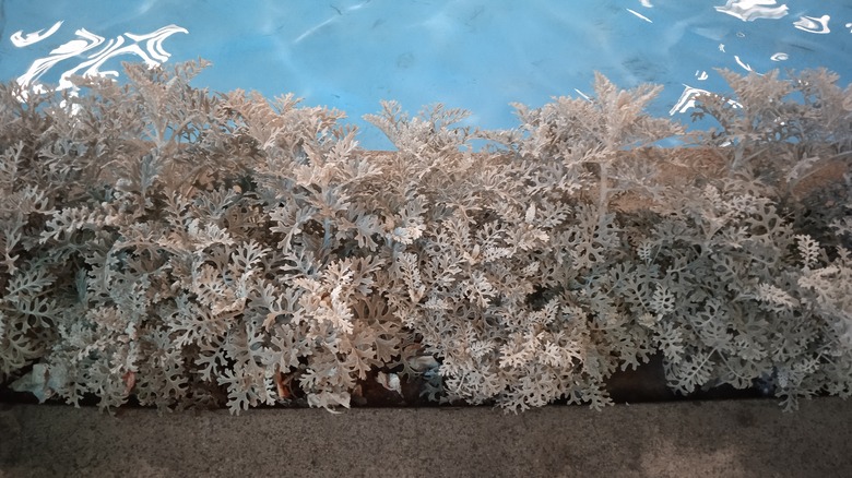 Some dusty miller plants Centaurea cineraria growing indoors.