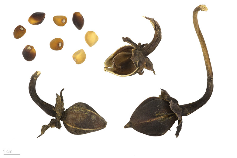 Moonflower seeds and seedpods