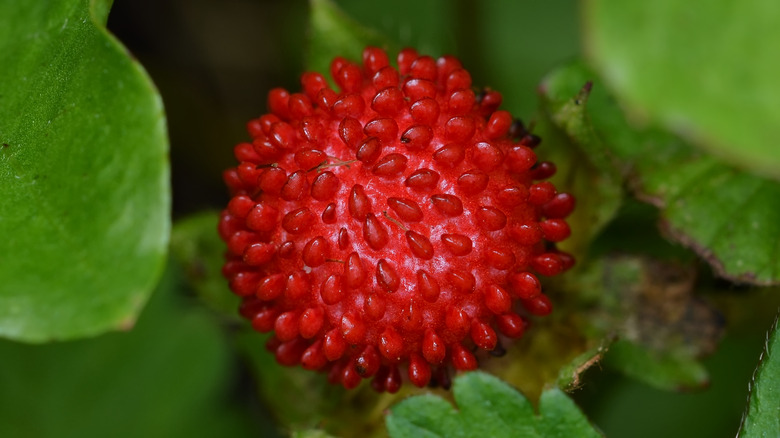 A bright red mock strawberry Potentilla indica growing on the vine.