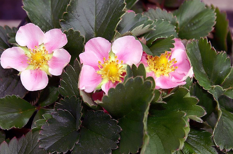 Three tender pink blooms of the Pink Panda strawberry cultivar Fragaria x ananassa 'Pink Panda'.