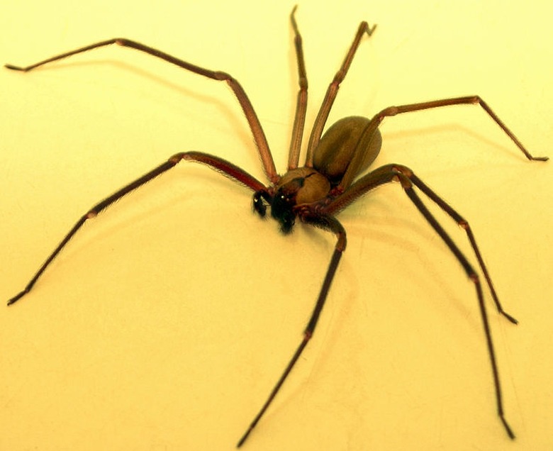A brown recluse spider Loxosceles reclusa against a yellow backdrop.